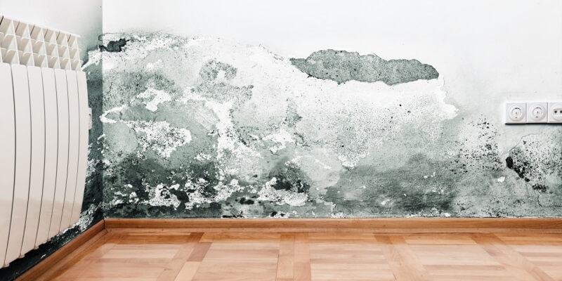 ¿Cómo deshacerse del moho de las paredes de la casa?  Algún consejo